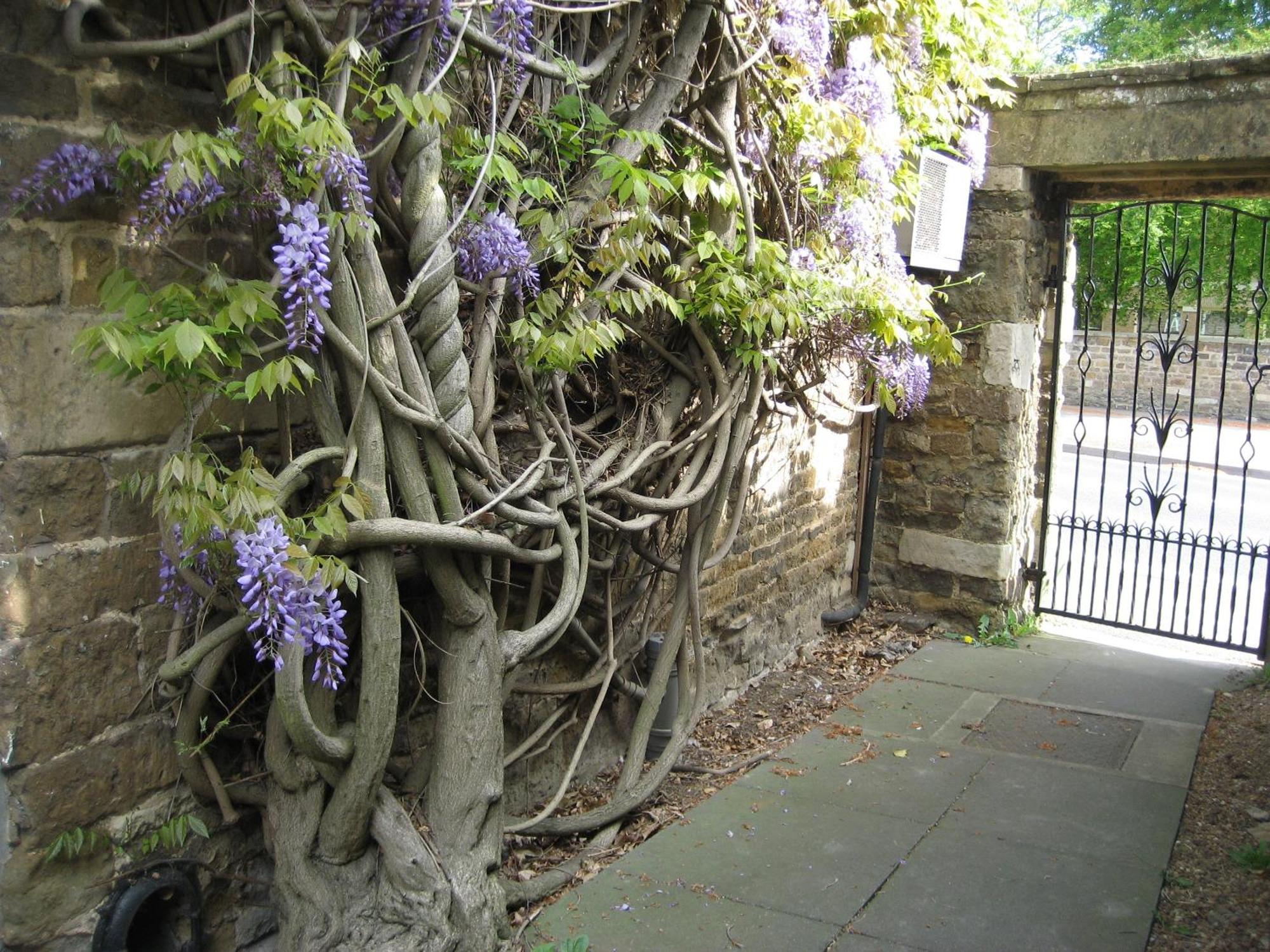 Wisteria Hotel Oakham Exterior foto